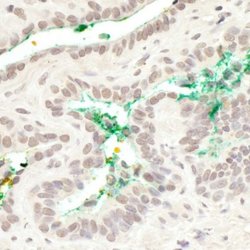 MAML3 Antibody, Novus Biologicals 0.1mg; Unlabeled:Antibodies, Polyclonal